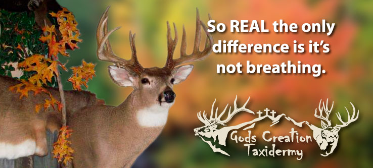 God's Creation Taxidermy