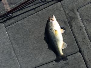 Good Monticello trip