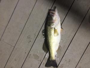 One of the 2 best fish I caught of the dock