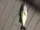 One of the 2 best fish I caught of the dock