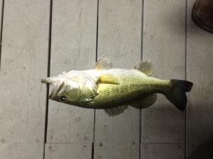 2nd biggest fish off the dock