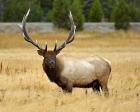 Big Yellowstone Bull Elk