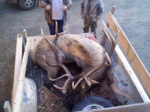 Dads 2010 bull Elk