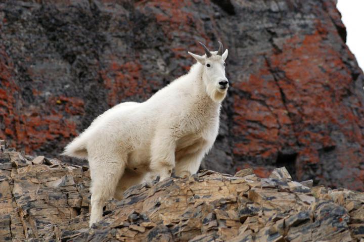 Rocky Mountain Goat on Mount Timpanogos