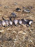 Corn field goose hunt 