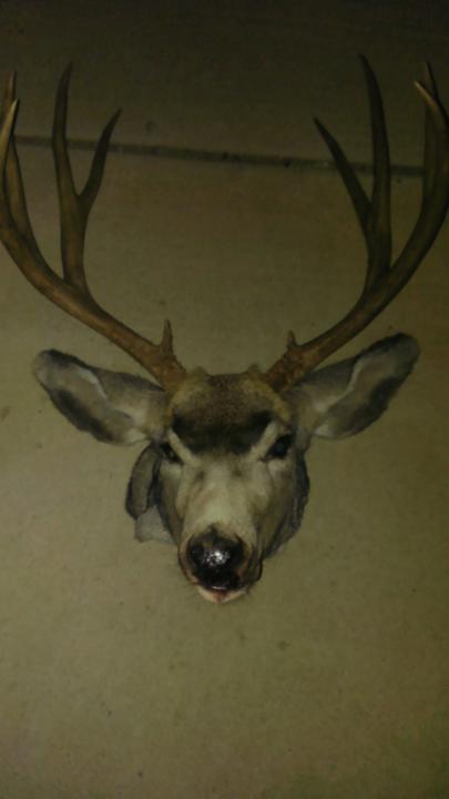 2013 Wyoming Mule Deer (Bighorns)