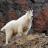 Rocky Mountain Goat on Mount Timpanogos