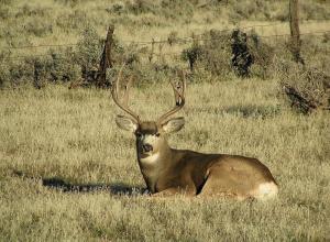 Awesome Muley!