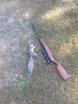 First Squirrel
