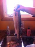 First salmon 