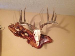 Biggest whitetail yet