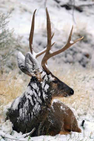 Winter Muley 
