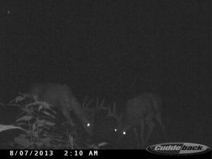 2 Nice Whitetails in trail cam 