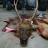 another successful elk hunt