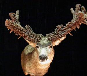  Cactus Buck
