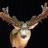  Cactus Buck
