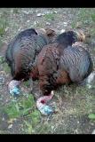 Rio Grande Turkeys