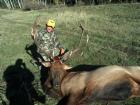 Colorado bull 2013