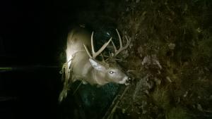 My biggest 9 point deer ever harvested 