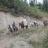 Elk scouting trips 2011