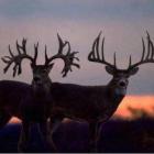 Do you prefer Typical or Non Typical Bucks?