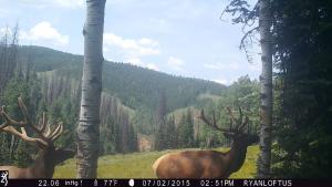 Utah Elk Trail Cam Photo