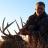 Whitetail deer