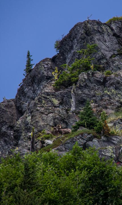 Trophy Big Horn Sheep