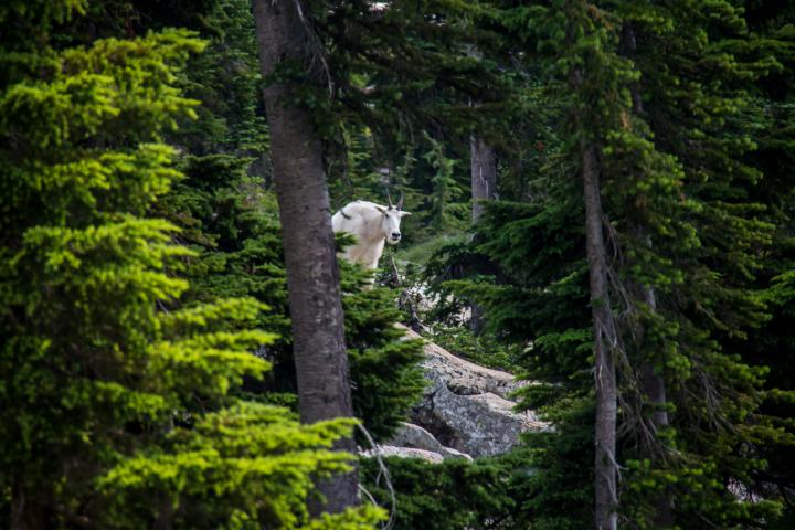 Large Billy Mountain Goat