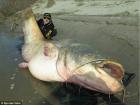 Monster 280 LB Catfish! Caught by Dino Ferrari in Po Delta, Italy 