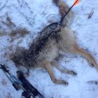 Archery Coyote 