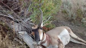 2015 archery antelope