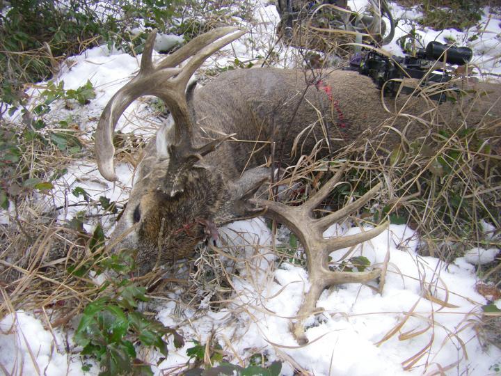 2011 Washington archery buck