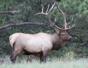 Beautiful Utah Bull Elk