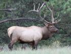 Beautiful Utah Bull Elk