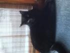 Black cat