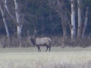 Mongomery Rd. Elk
