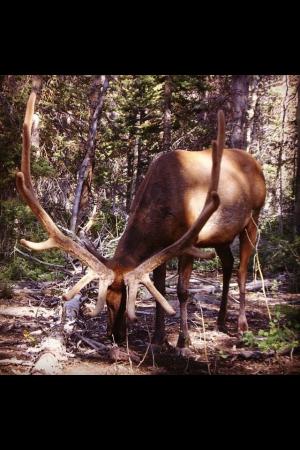 Trail cam pics