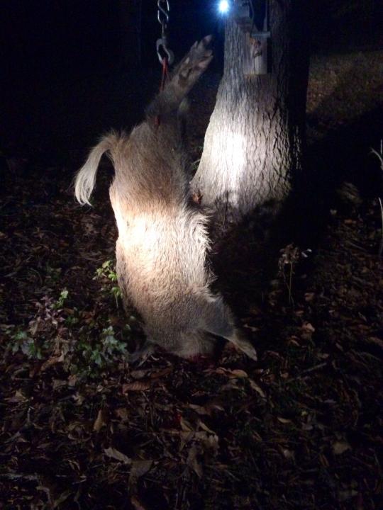 My first successful stalk