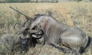 Brindled Gnu