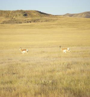 2009 Antelope Hunt