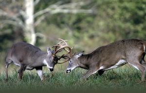 2 Whitetail Bucks Fighting