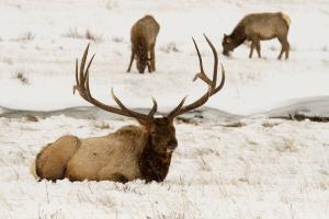 Utah Bull Elk - Winter 2015