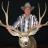 Record 5x5 Typical Mule Deer
