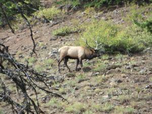 2013 Elk Hunt