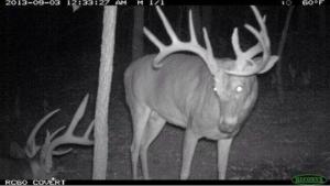 Trail cam pics 