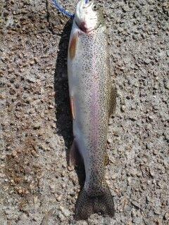 Hard fighting rainbow trout
