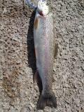 Hard fighting rainbow trout