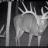 Trail cam pics 