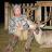 Whitetail
